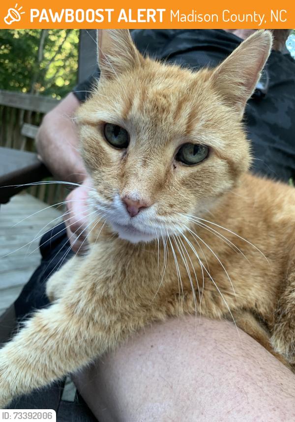 Found/Stray Unknown Cat last seen Harley Pointe, Madison County, NC 28754