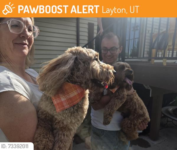 Found/Stray Male Dog last seen Hill Field Road by North Davis Prep Academy, Layton, UT 84041