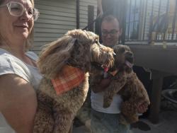 Found/Stray Male Dog last seen Hill Field Road by North Davis Prep Academy, Layton, UT 84041