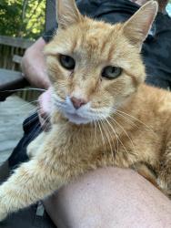 Found/Stray Unknown Cat last seen Harley Pointe, Madison County, NC 28754