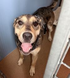 Shelter Stray Female Dog last seen Not Provided., San Diego, CA, 92105, 5500 Gaines St, San Diego, CA 92110, USA