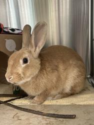 Shelter Stray Male Rabbit last seen Washington Street, Escondido, CA, 92025, Escondido, CA 92027, USA