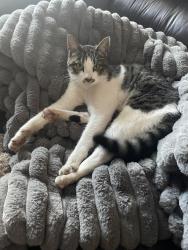Lost Female Cat last seen 69th Ave s, Roy, WA, Pierce County, WA 98580