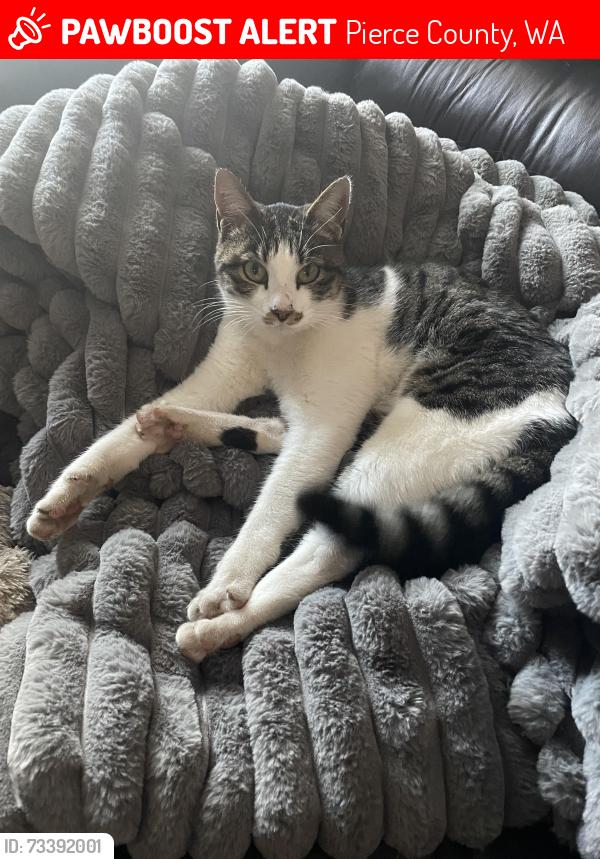 Lost Female Cat last seen 69th Ave s, Roy, WA, Pierce County, WA 98580