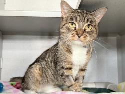 Shelter Stray Female Cat last seen W, NEW YORK, NY, 10029, 326 E 110th St, New York, NY 10029, USA
