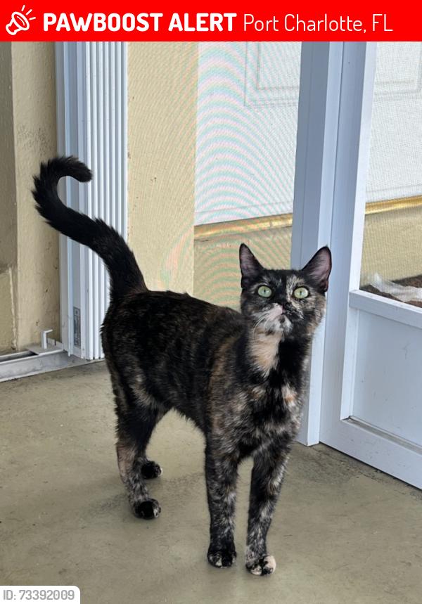 Lost Female Cat last seen Duxbury Ave and Conway blvd, Port Charlotte, FL 33952