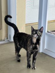 Lost Female Cat last seen Duxbury Ave and Conway blvd, Port Charlotte, FL 33952