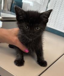 Shelter Stray Female Cat last seen Near S Redwood Road, SALT LAKE CITY, UT, 84104, 511 W 3900 S, Salt Lake City, UT 84123, USA