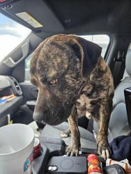 Lost Male Dog last seen Whitaker ave., Vancouver, BC 