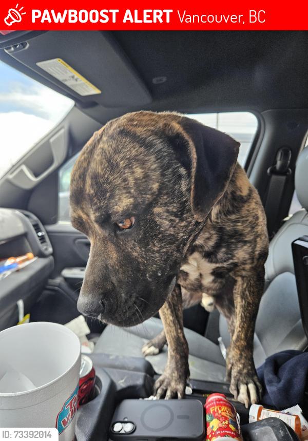 Lost Male Dog last seen Whitaker ave., Vancouver, BC 