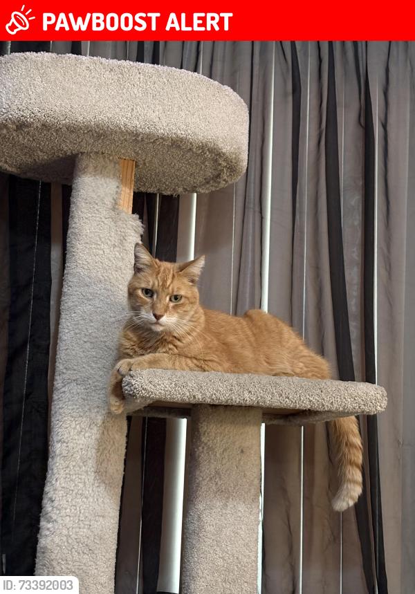 Lost Male Cat last seen Broaded street & Arlee avenue, Santa Fe Springs, CA 90670