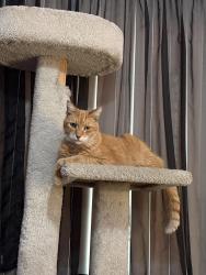Lost Male Cat last seen Broaded street & Arlee avenue, Santa Fe Springs, CA 90670
