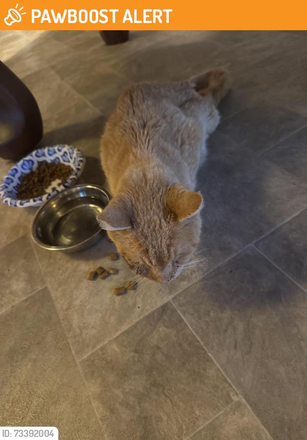 Found/Stray Unknown Cat last seen Rogers ave, West Springfield, MA 01089