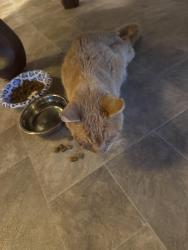Found/Stray Unknown Cat last seen Rogers ave, West Springfield, MA 01089