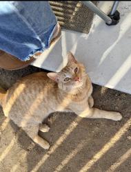 Lost Female Cat last seen Shepherd & Clovis ave, Clovis, CA 93619