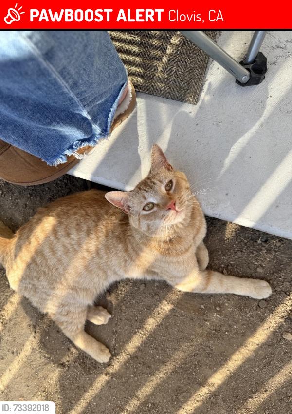 Lost Female Cat last seen Shepherd & Clovis ave, Clovis, CA 93619