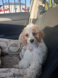 Found/Stray Female Dog last seen alley between Gaines - Moore, San Diego, CA 92110