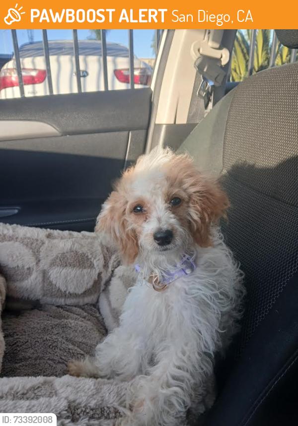Found/Stray Female Dog last seen alley between Gaines - Moore, San Diego, CA 92110