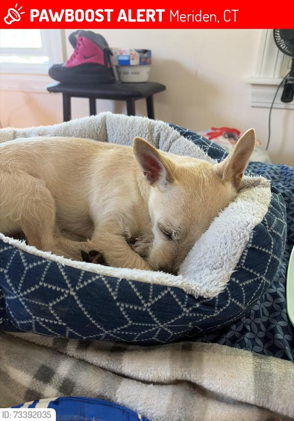 Lost Female Dog last seen Berlin trnpk, Meriden, CT 06450