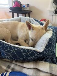 Lost Female Dog last seen Berlin trnpk, Meriden, CT 06450