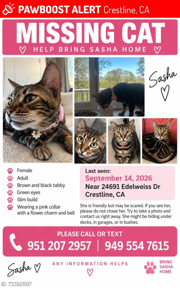 Lost Female Cat last seen Near Edelweiss Dr Crestline CA, Crestline, CA 92325