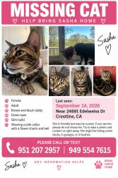 Lost Female Cat last seen Near Edelweiss Dr Crestline CA, Crestline, CA 92325