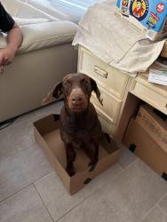 Lost Female Dog last seen Firkins Preowned Dealership, West Samoset, FL 34208
