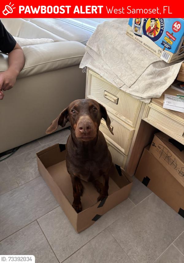 Lost Female Dog last seen Firkins Preowned Dealership, West Samoset, FL 34208
