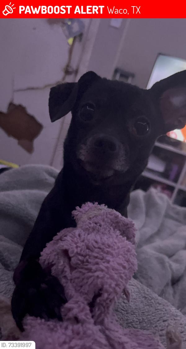 Lost Male Dog last seen 9th and Bosque st, Waco, TX 76707
