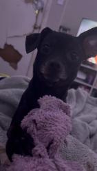 Lost Male Dog last seen 9th and Bosque st, Waco, TX 76707