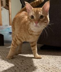 Found/Stray Male Cat last seen Cedar & I dependence, Lee's Summit, MO 64063