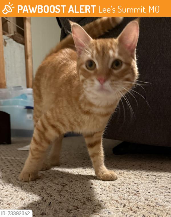 Found/Stray Male Cat last seen Cedar & I dependence, Lee's Summit, MO 64063