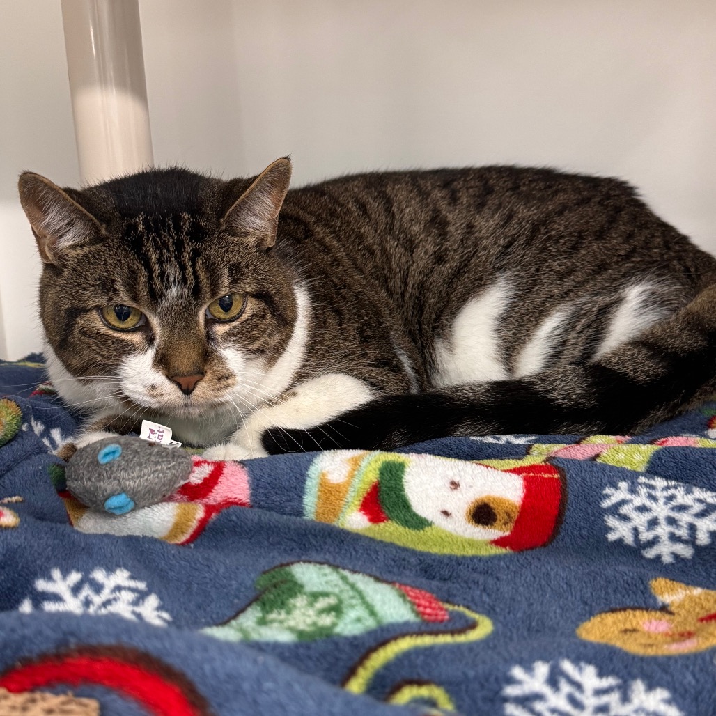 Shelter Stray Male Cat last seen , 3607 N Armenia Ave, Tampa, FL 33607, USA