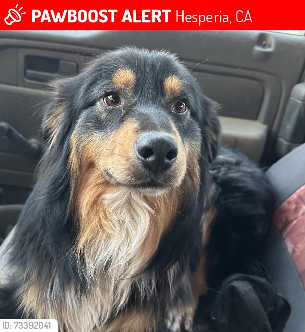 Lost Male Dog last seen Lemon, Hesperia, CA 92345