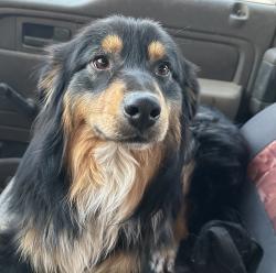 Lost Male Dog last seen Lemon, Hesperia, CA 92345