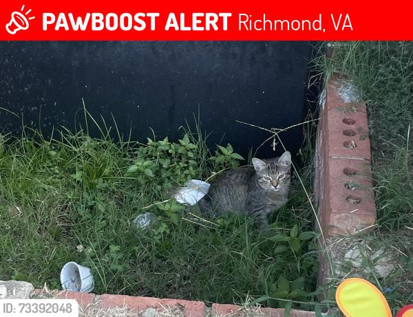 Lost Unknown Cat last seen Large field across from townhouse, dumpster to the left, dog park at entrance to court, Richmond, VA 23225
