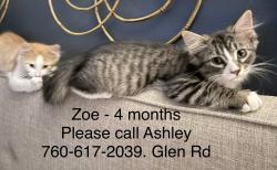 Reunited Female Cat last seen Glen Rd. and Balsam Way, Ashwaubenon, WI 54313