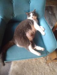 Lost Male Cat last seen Airport Blvd, Sanford, FL 32773