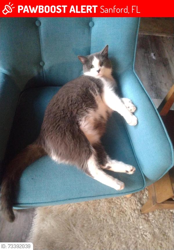 Lost Male Cat last seen Airport Blvd, Sanford, FL 32773