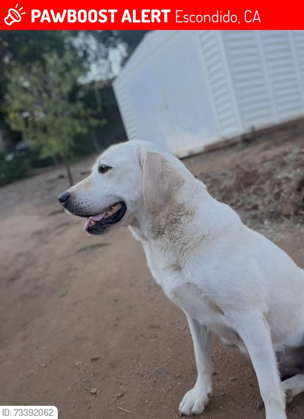 Lost Female Dog last seen Bear Valley Parkway, Escondido, CA 92025