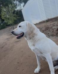 Lost Female Dog last seen Bear Valley Parkway, Escondido, CA 92025