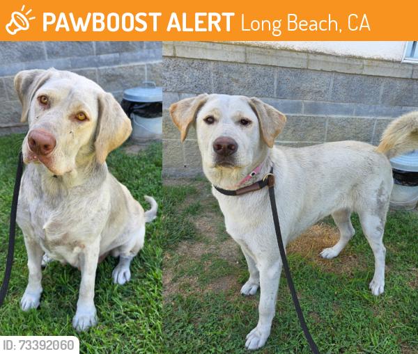 Found/Stray Female Dog last seen Near Golden Ave, Long Beach, CA 90802, Long Beach, CA 90802