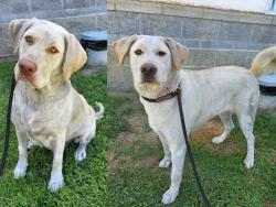 Found/Stray Female Dog last seen Near Golden Ave, Long Beach, CA 90802, Long Beach, CA 90802