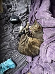 Lost Male Cat last seen Chehalis western trail (Woodward bay trail), Olympia, WA 98506