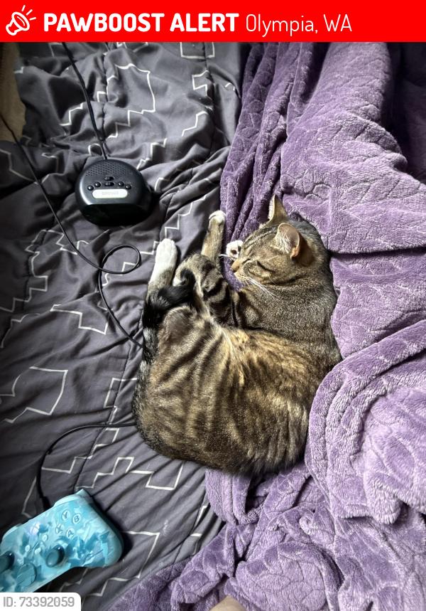 Lost Male Cat last seen Chehalis western trail (Woodward bay trail), Olympia, WA 98506