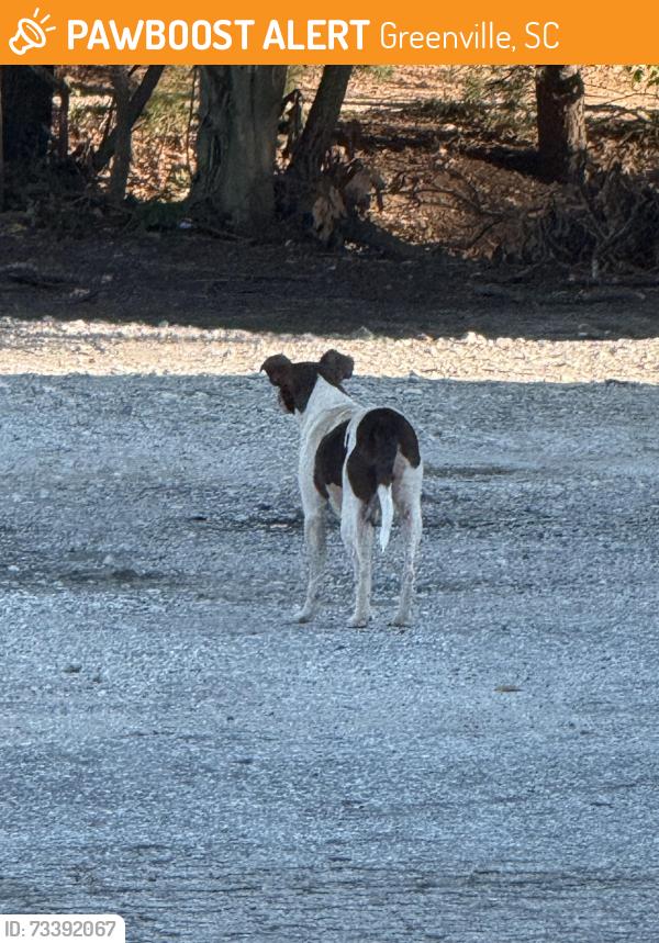 Found/Stray Female Dog last seen Near Taqueria Charlie food truck, Greenville, SC 29605