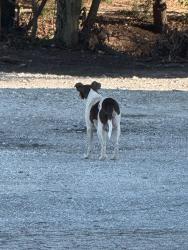 Found/Stray Female Dog last seen Near Taqueria Charlie food truck, Greenville, SC 29605