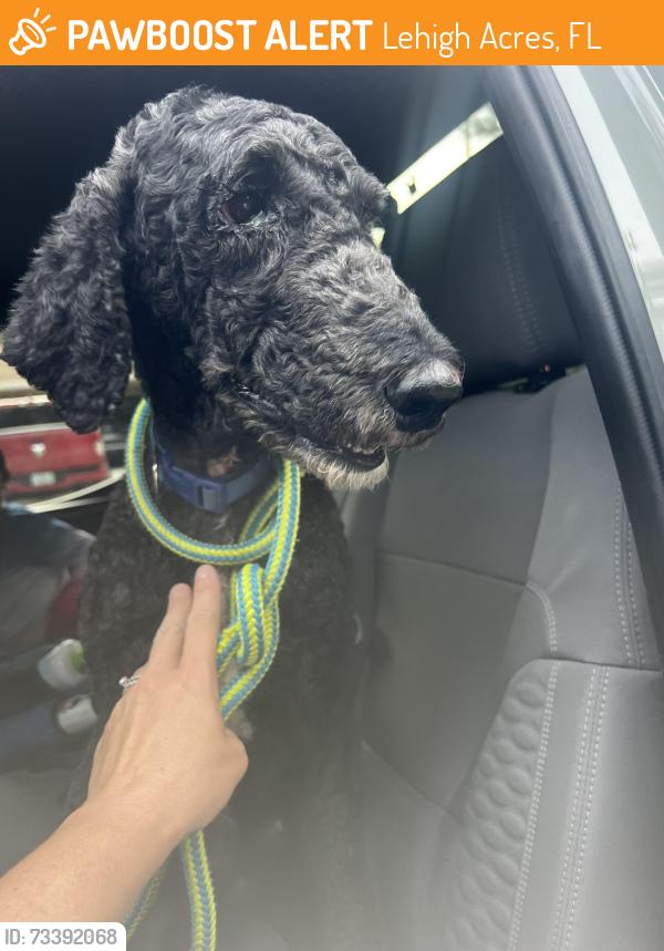 Found/Stray Male Dog last seen 11th st and fitch ave lehigh acres, Lehigh Acres, FL 33936