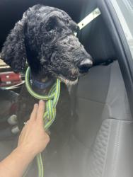 Found/Stray Male Dog last seen 11th st and fitch ave lehigh acres, Lehigh Acres, FL 33936