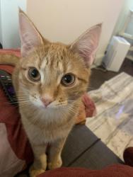 Reunited Male Cat last seen SW 88th and SW 112 Ave, Miami, FL 33176